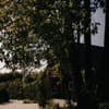 Quiet Forest 4-5/20