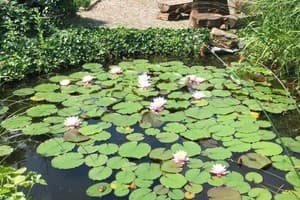 Волчья хижина 10